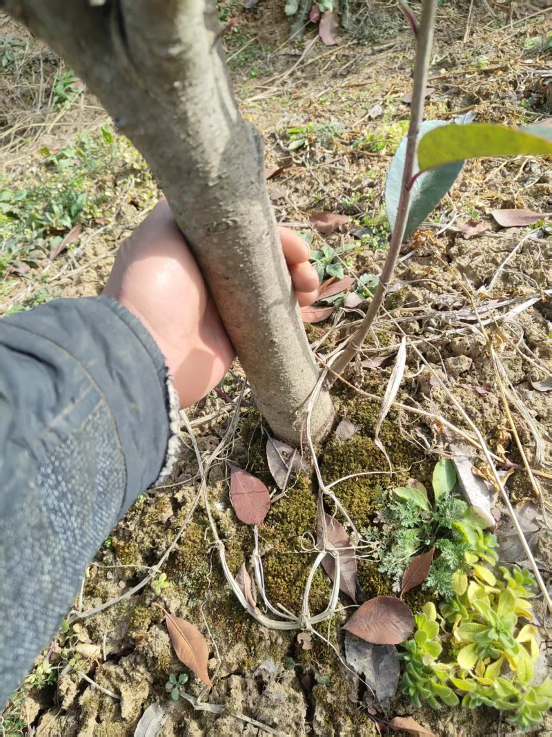 红叶石楠树