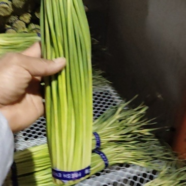 精品蒜苔，大量现货。