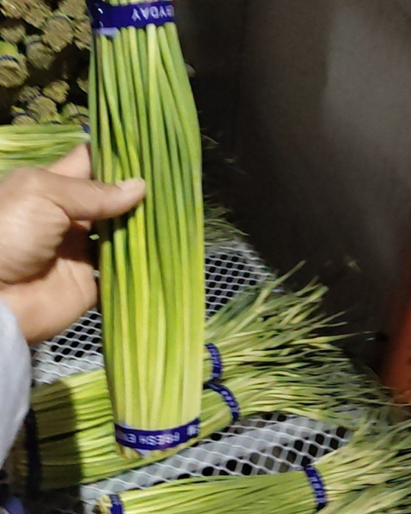 精品蒜苔，大量现货。