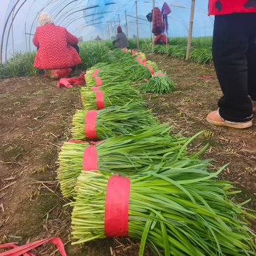 商丘本地精品韭菜大量现货，高度35左右，