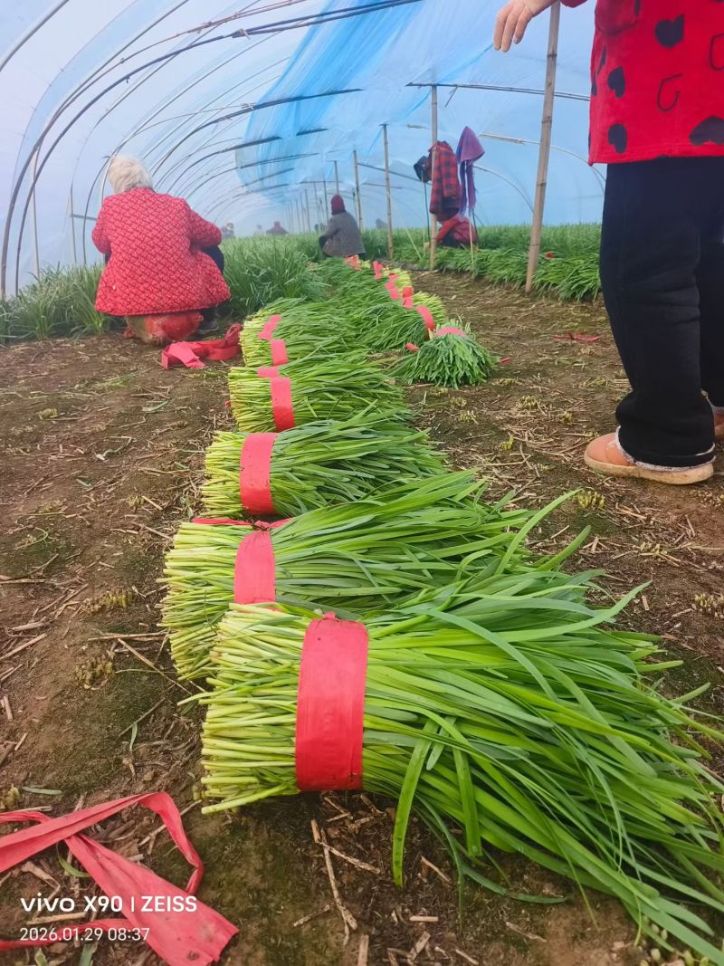 商丘本地精品韭菜大量现货，高度35左右，