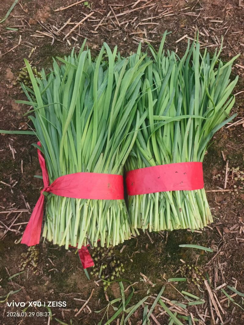 商丘本地精品韭菜大量现货，高度35左右，