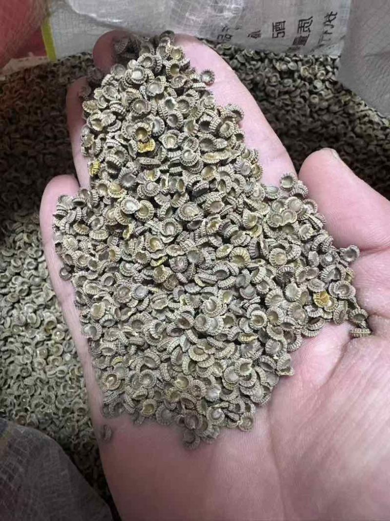 优质的正宗江西粉防己，品质好，一斤可产一万多棵苗
