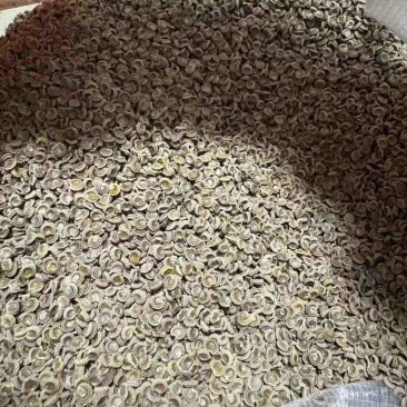 优质的正宗江西粉防己，品质好，一斤可产一万多棵苗