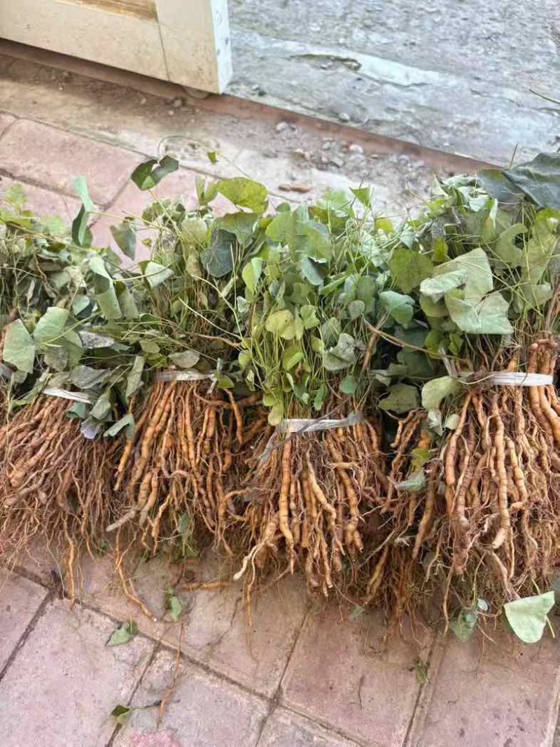 优质的粉防己大苗，品质稳定，存活率高长的大