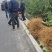 山桐子苗