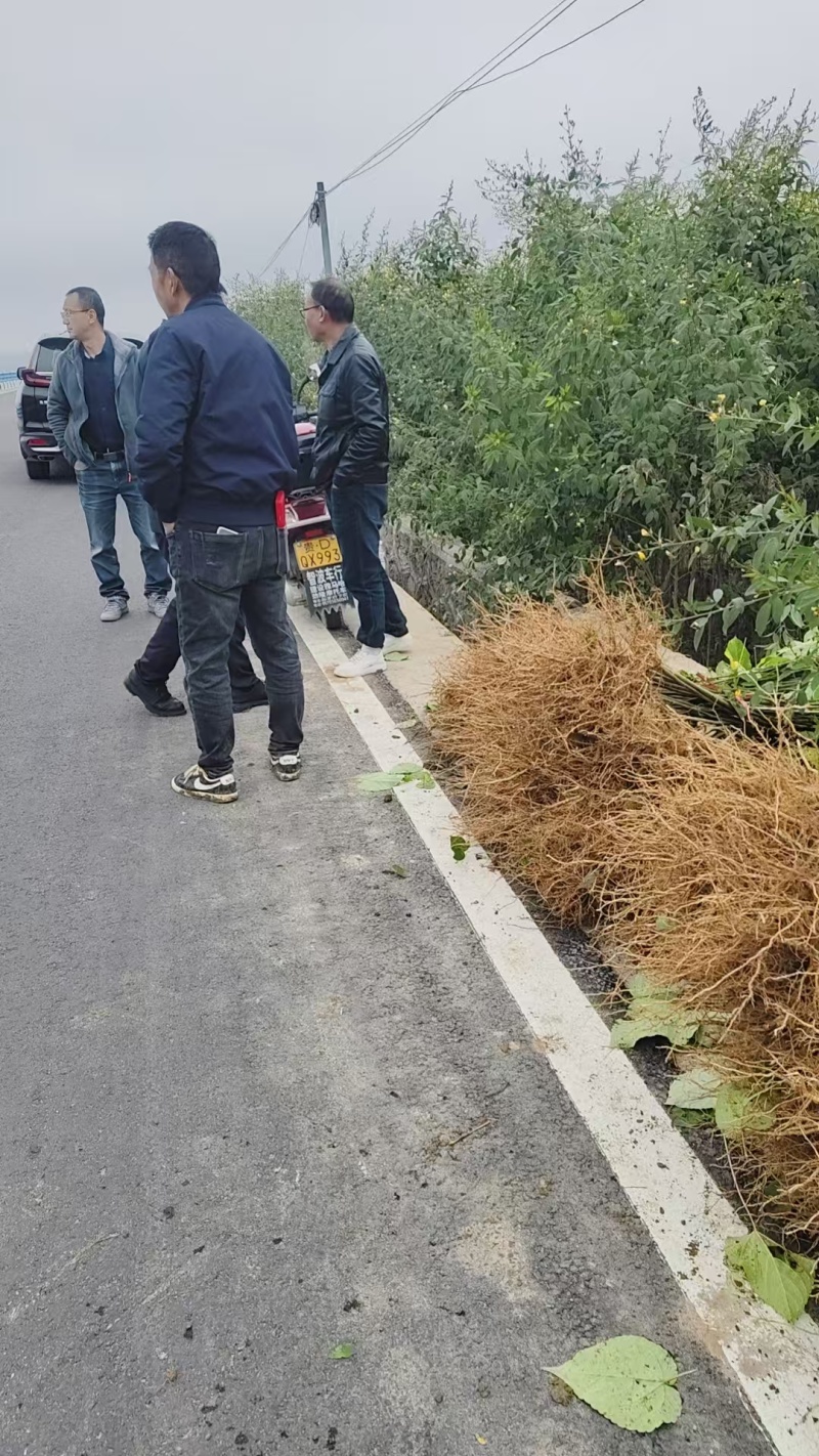 山桐子苗