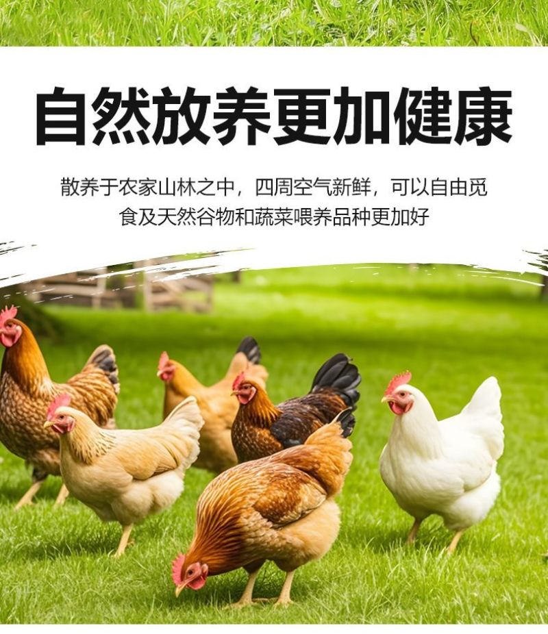 鸡鸭鹅冻品土鸡蛋乌鸡蛋抖音快手多多一件代发