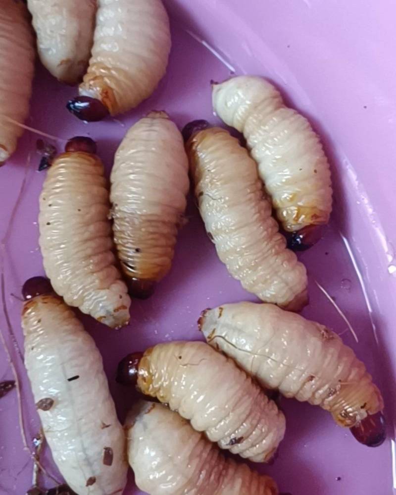 竹虫