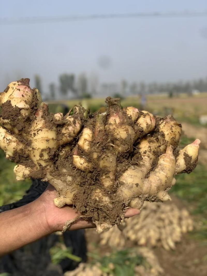 河南优质圆头生姜，姜块饱满，自家种植。需要联系。