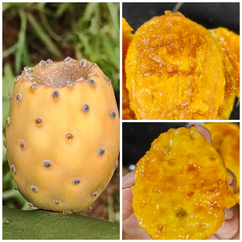 可食用仙人掌果实，单个重量2两左右，甜度高，口感脆甜，清香