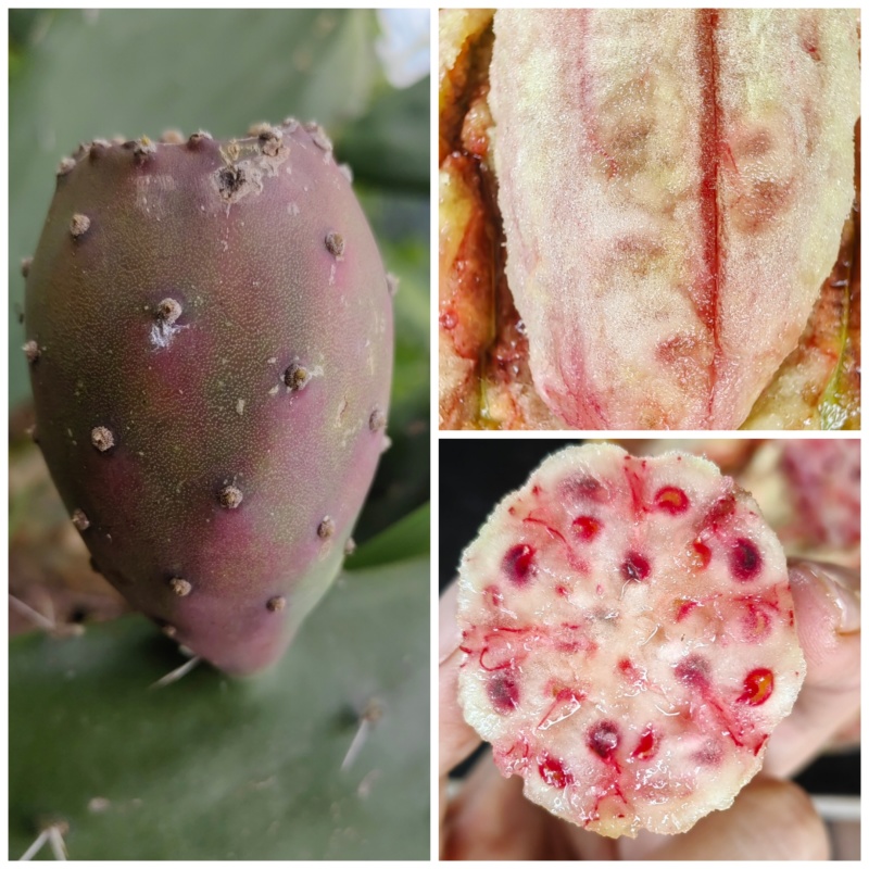 可食用仙人掌果实，单个重量2两左右，甜度高，口感脆甜，清香