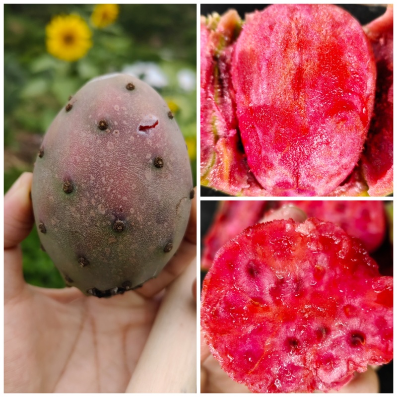 可食用仙人掌果实，单个重量2两左右，甜度高，口感脆甜，清香