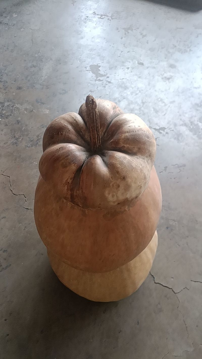 天然葫芦