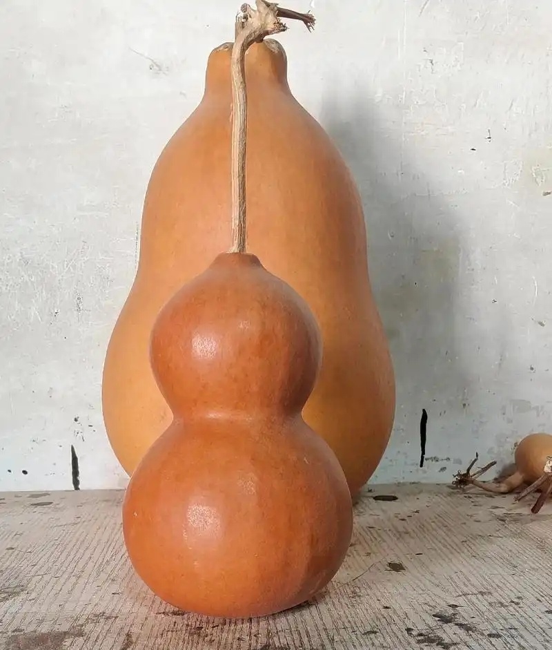 天然葫芦
