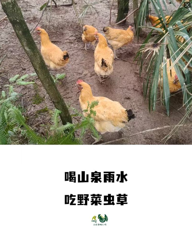 重庆江津富硒土鸡