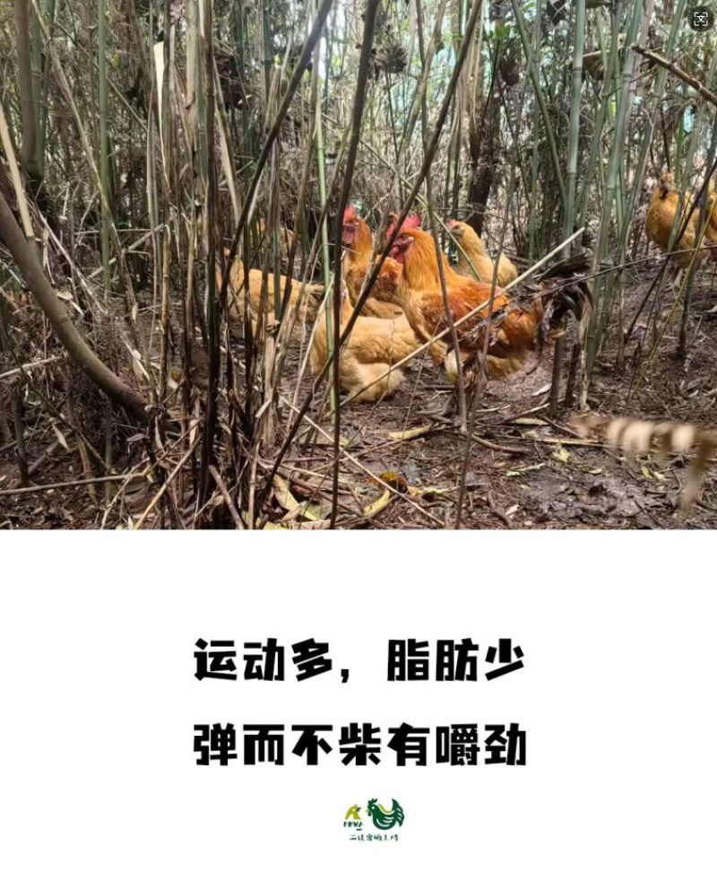 重庆江津富硒土鸡