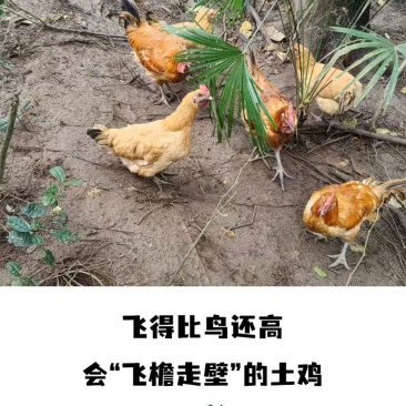 重庆江津富硒土鸡
