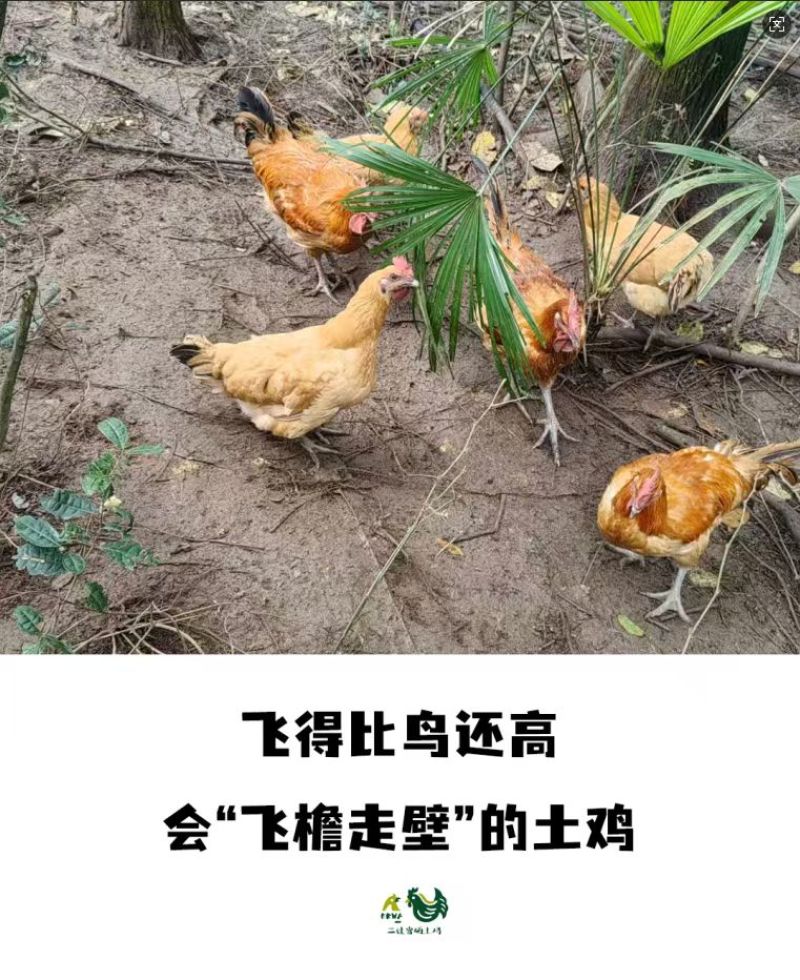 重庆江津富硒土鸡