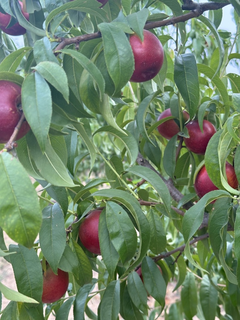 山东蒙阴蜜桃