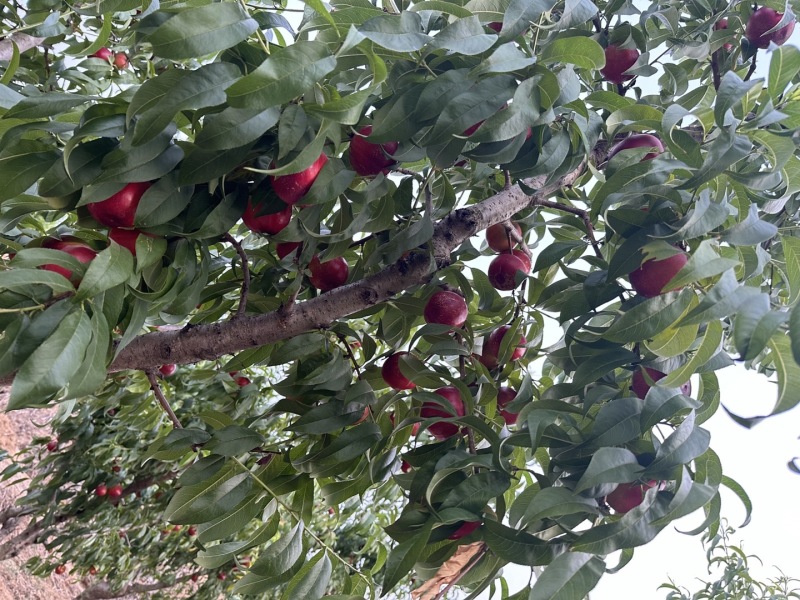 山东蒙阴蜜桃