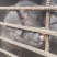 家养黑毛猪（纯熟食+无饲料+丹寨纯黑毛猪）