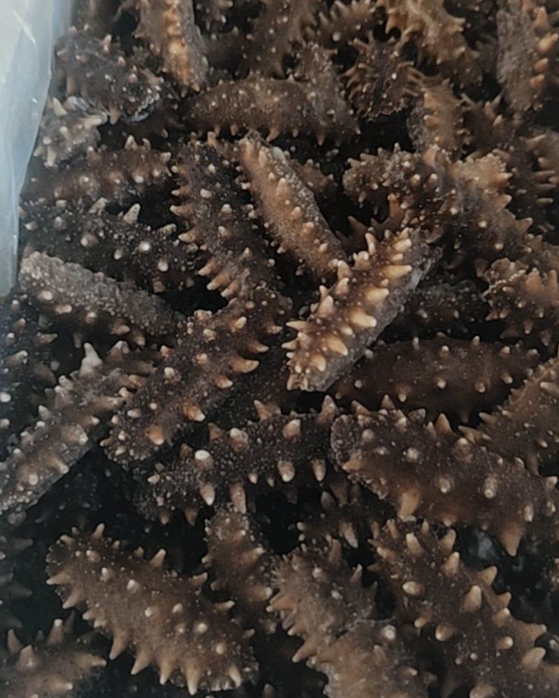 野生即食海参