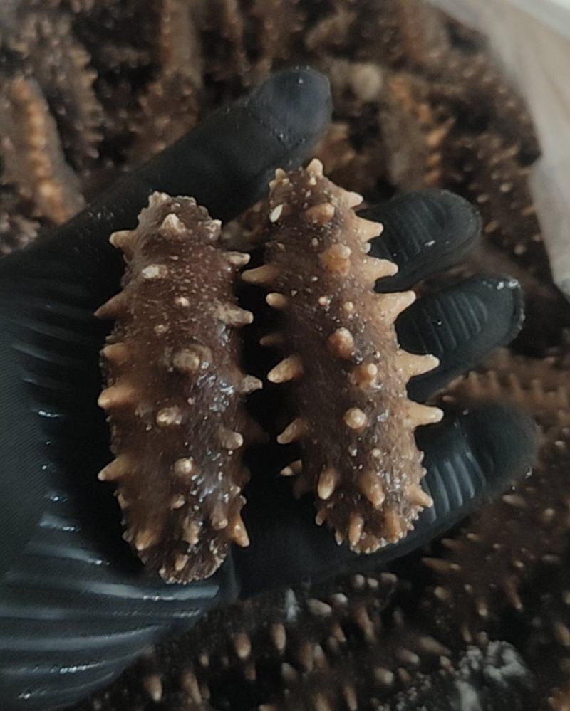 野生即食海参