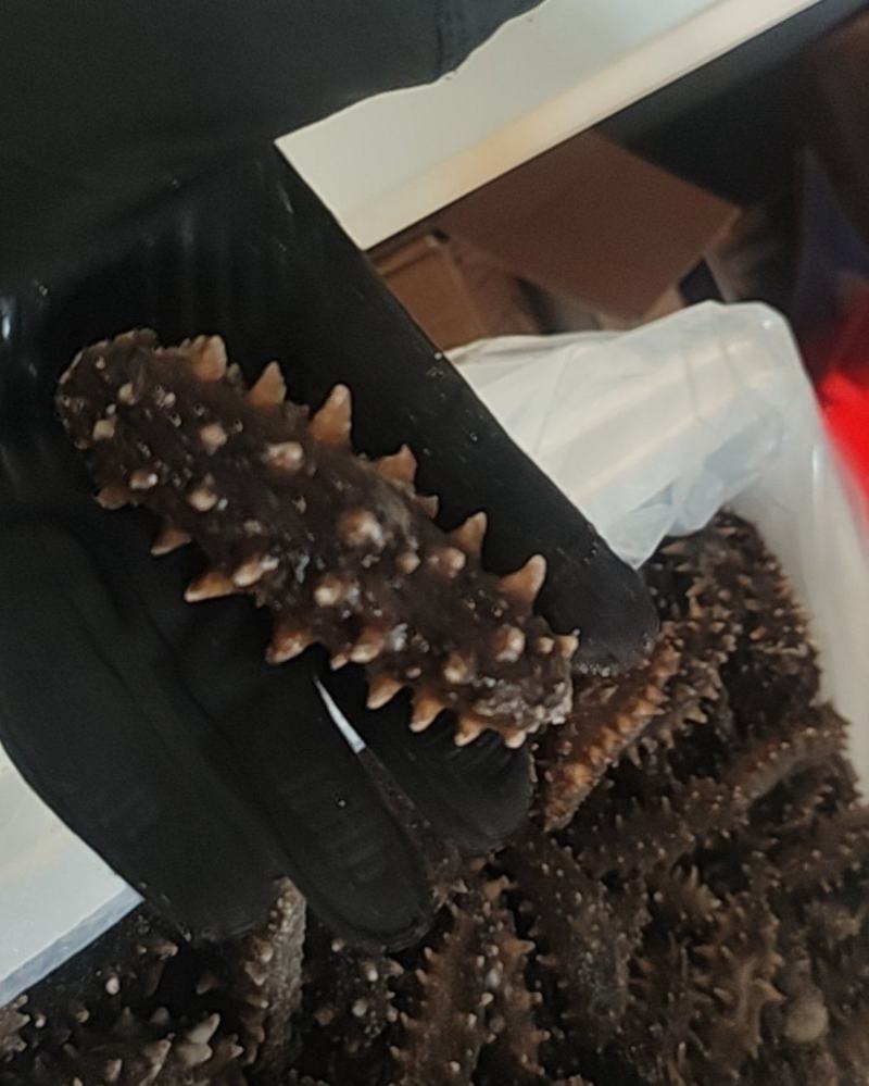 野生即食海参