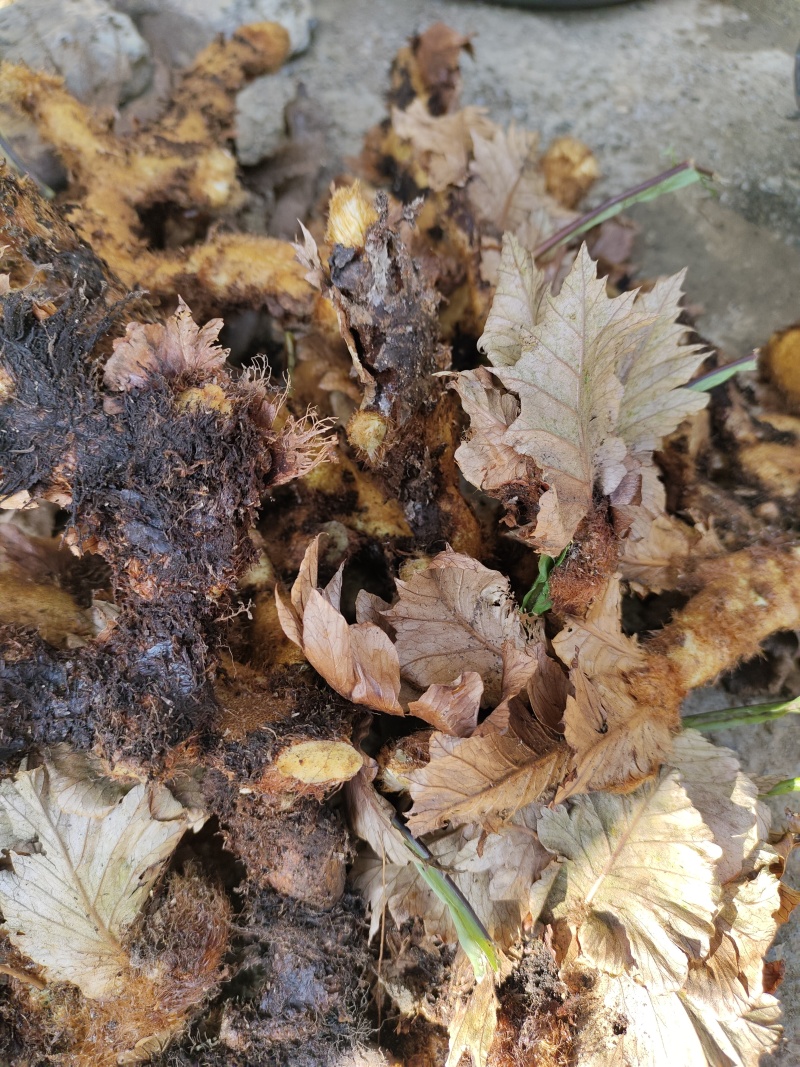 新鲜骨碎补