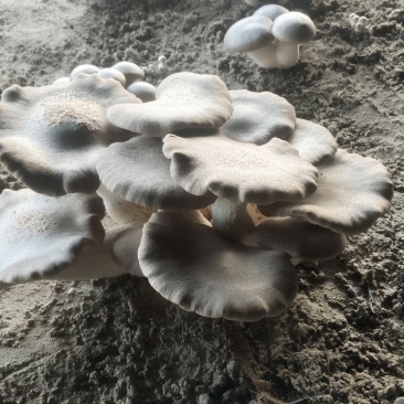灵芝菇