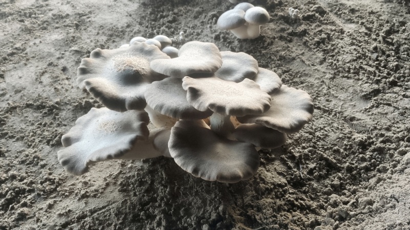 灵芝菇