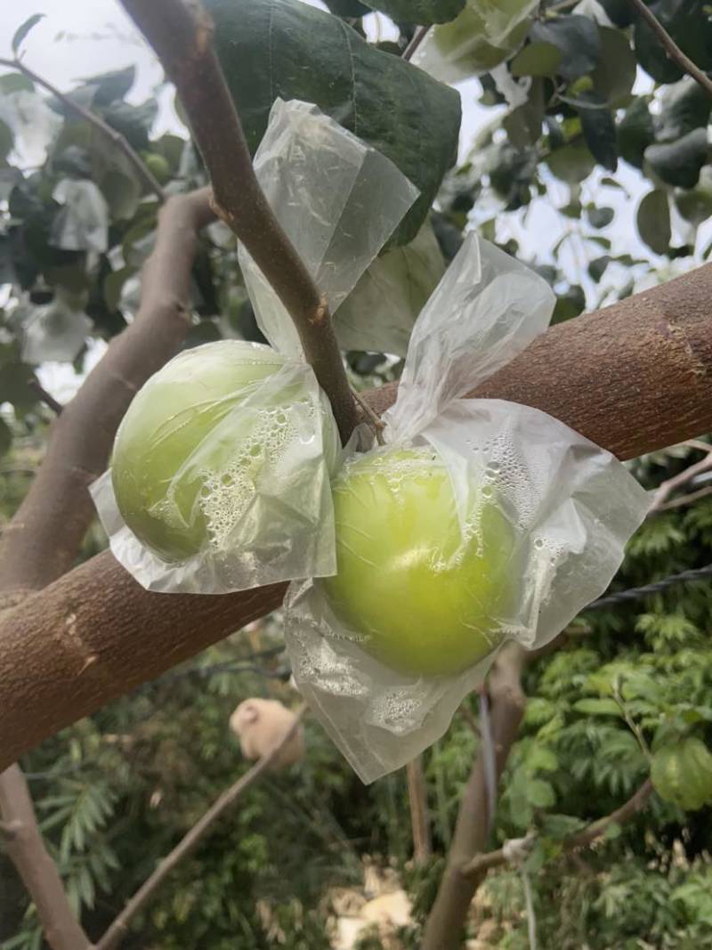 云霄青枣牛奶枣