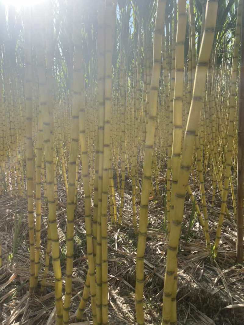 云南黄金水果甘蔗零上水零开花，零裂口，大量有货，老板速来
