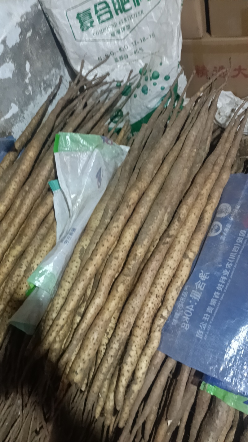 山东邹平长山细毛山药品质保证服务周到产地直销价格美丽