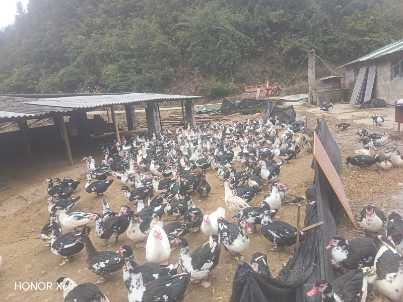 散养半年以上纯粮食喂养火鸭/养殖环境好/诚信经营量大从优