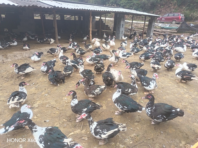 散养半年以上纯粮食喂养火鸭/养殖环境好/诚信经营量大从优
