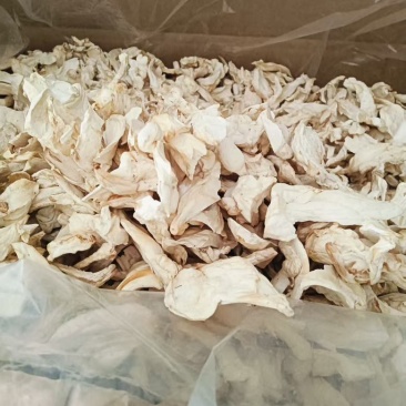 产地直发杏鲍菇干货