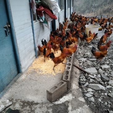 大山里养的跑山鸡喂粮食全散养
