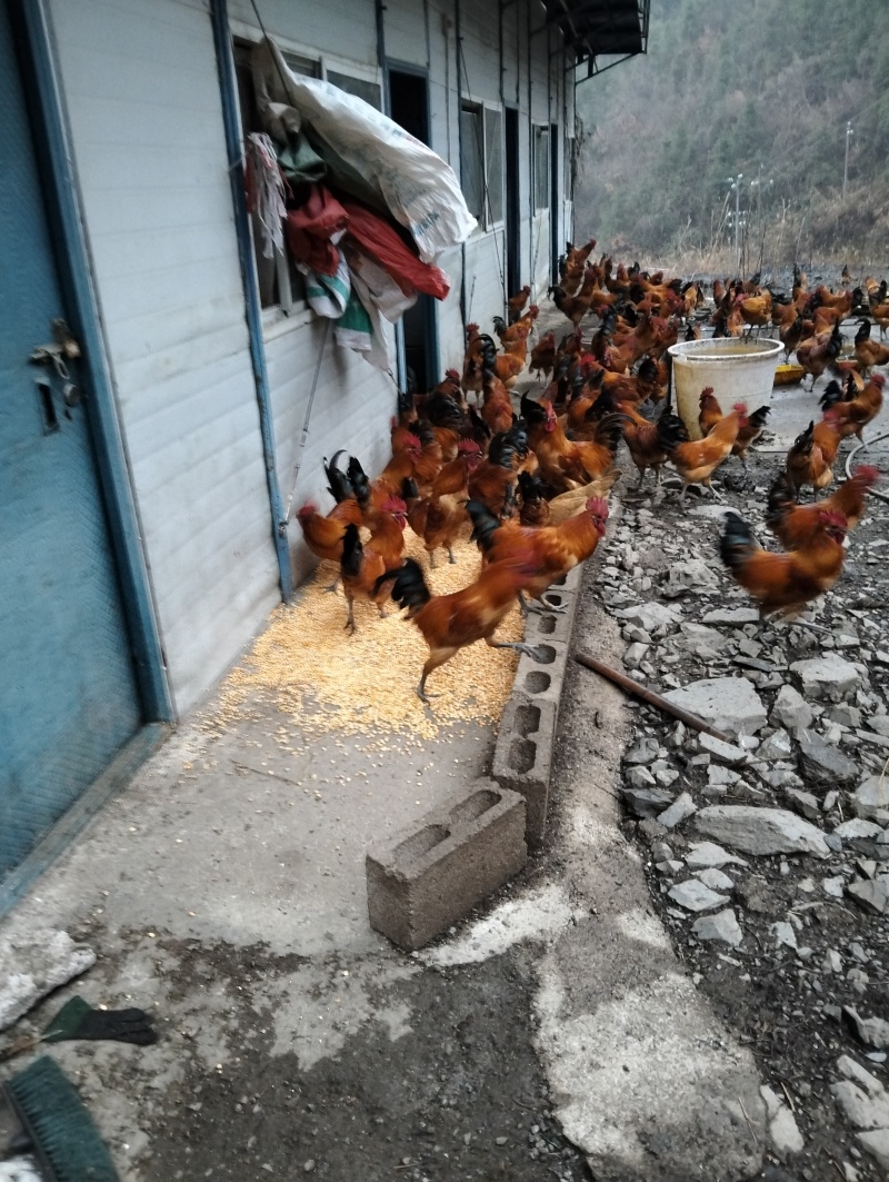 大山里养的跑山鸡喂粮食全散养