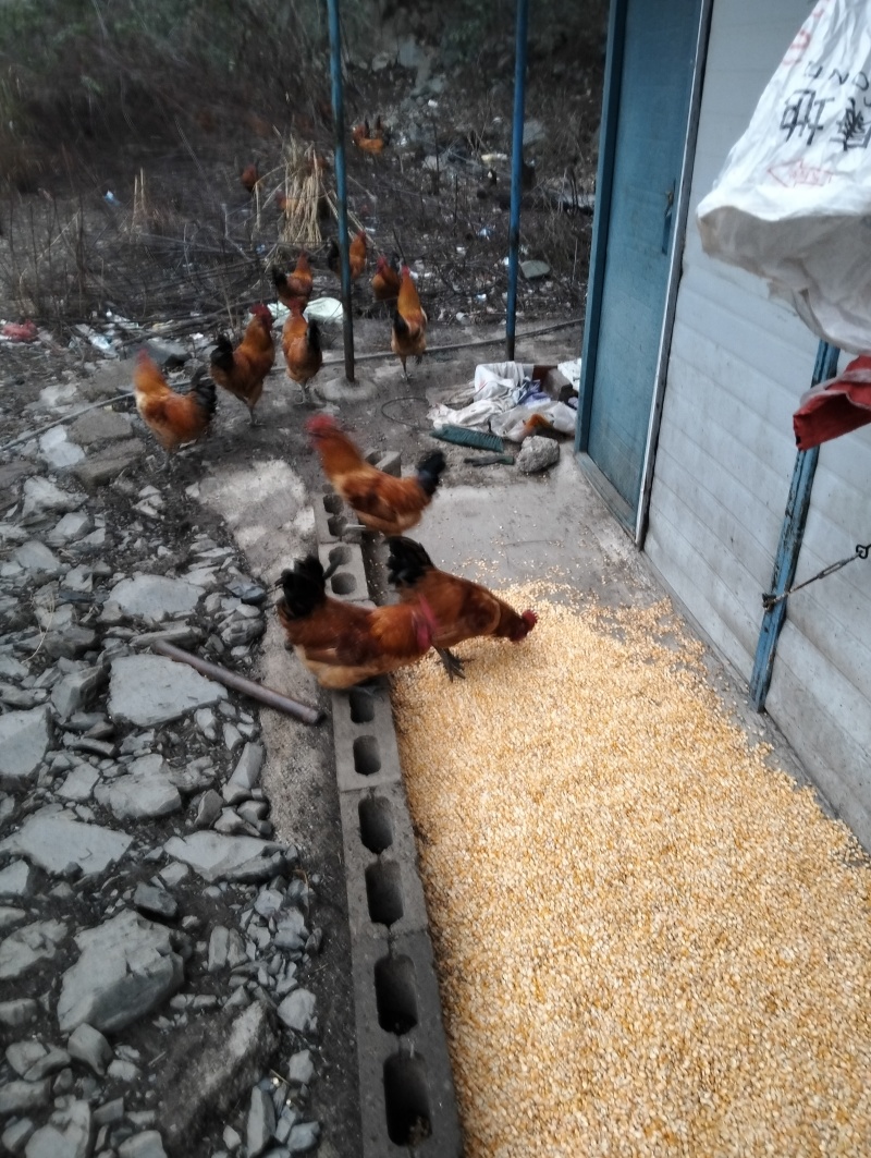 大山里养的跑山鸡喂粮食全散养