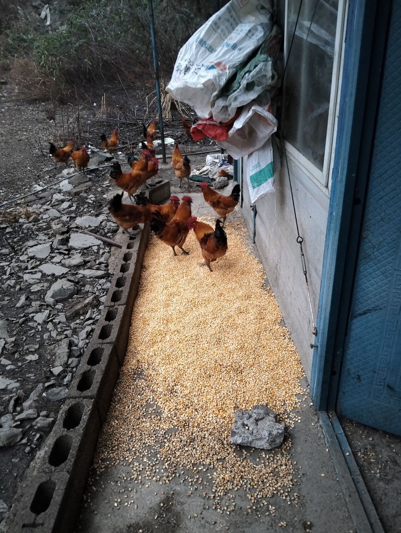 大山里养的跑山鸡喂粮食全散养