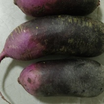 冰激菱紫皮萝人