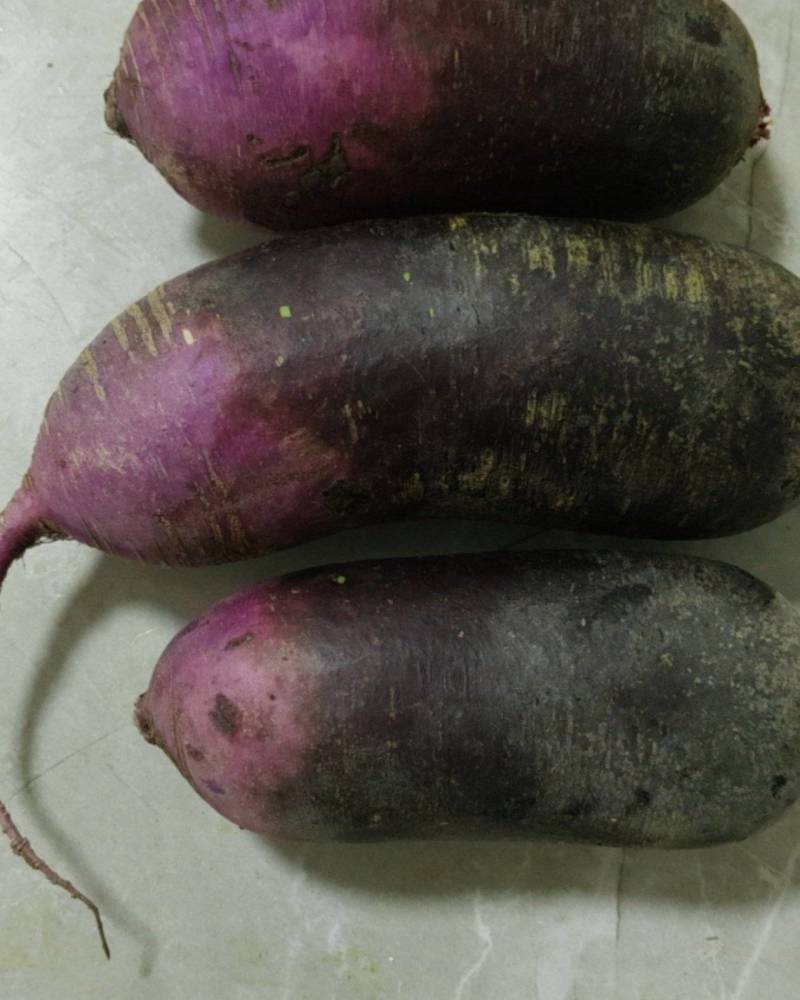 冰激菱紫皮萝人