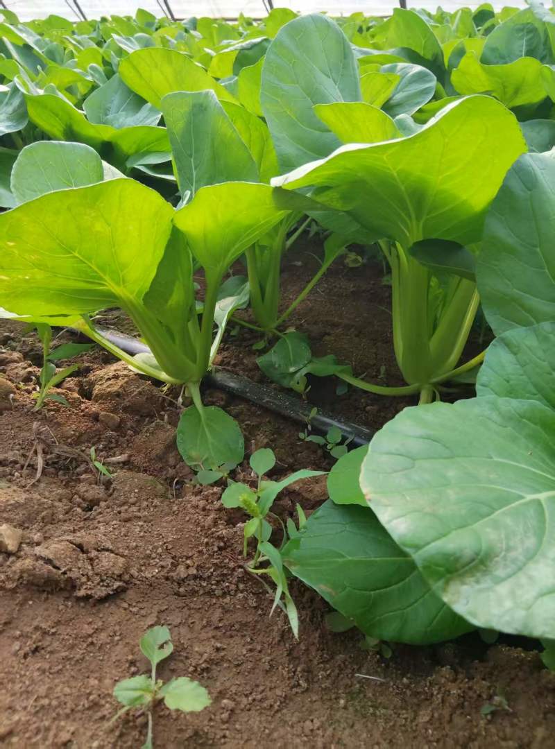 油菜7角一斤菜，波菜1.5一斤有大量要货的老板价格请联系