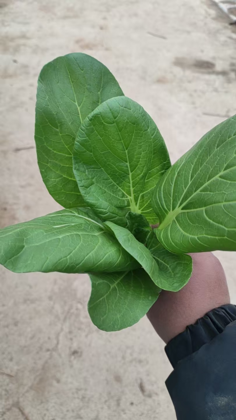 油菜7角一斤菜，波菜1.5一斤有大量要货的老板价格请联系