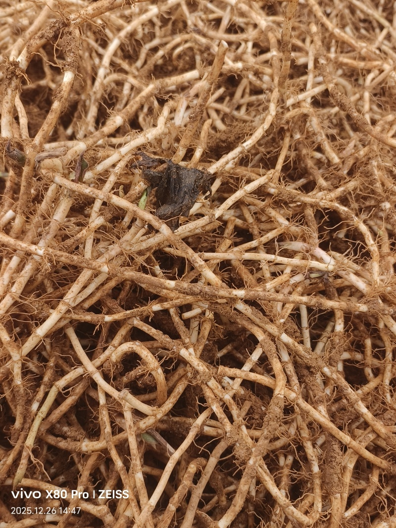 中根鱼腥草草根