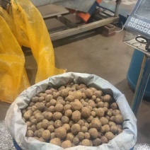 珍珠小土豆