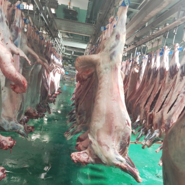 想吃宁夏正宗的盐池羊肉就速速来找我