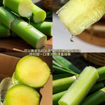 青皮甘蔗大小都有看品质议价